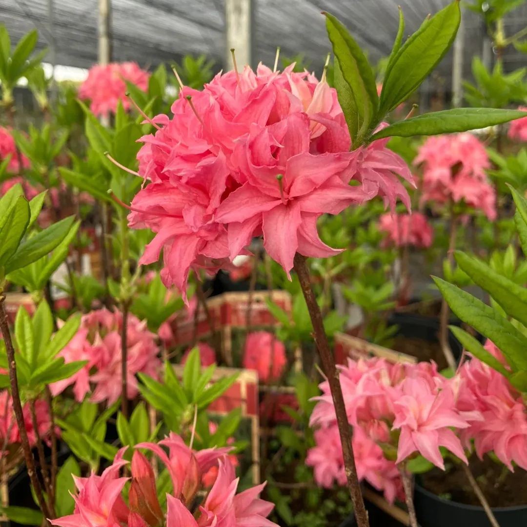 Deciduous Rhododendron