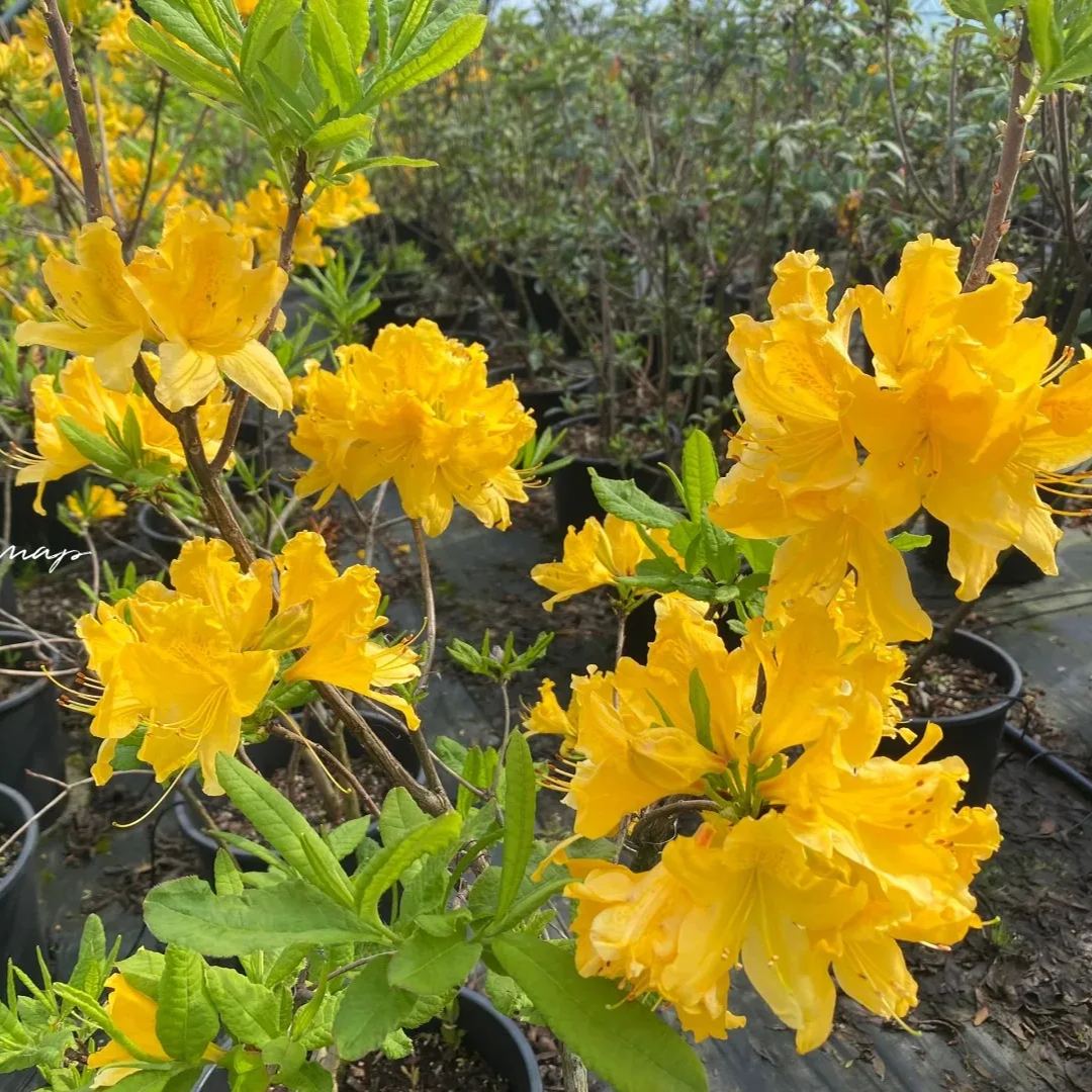 Deciduous Rhododendron