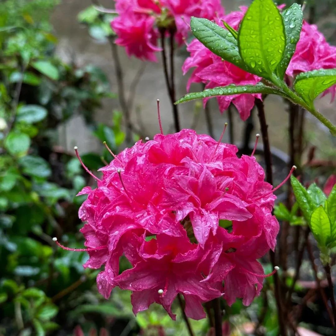 Deciduous Rhododendron