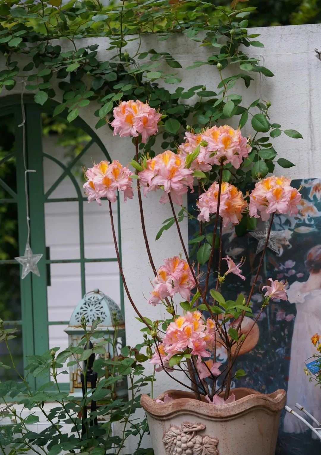 Deciduous Rhododendron