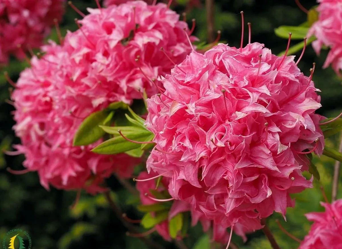 Deciduous Rhododendron