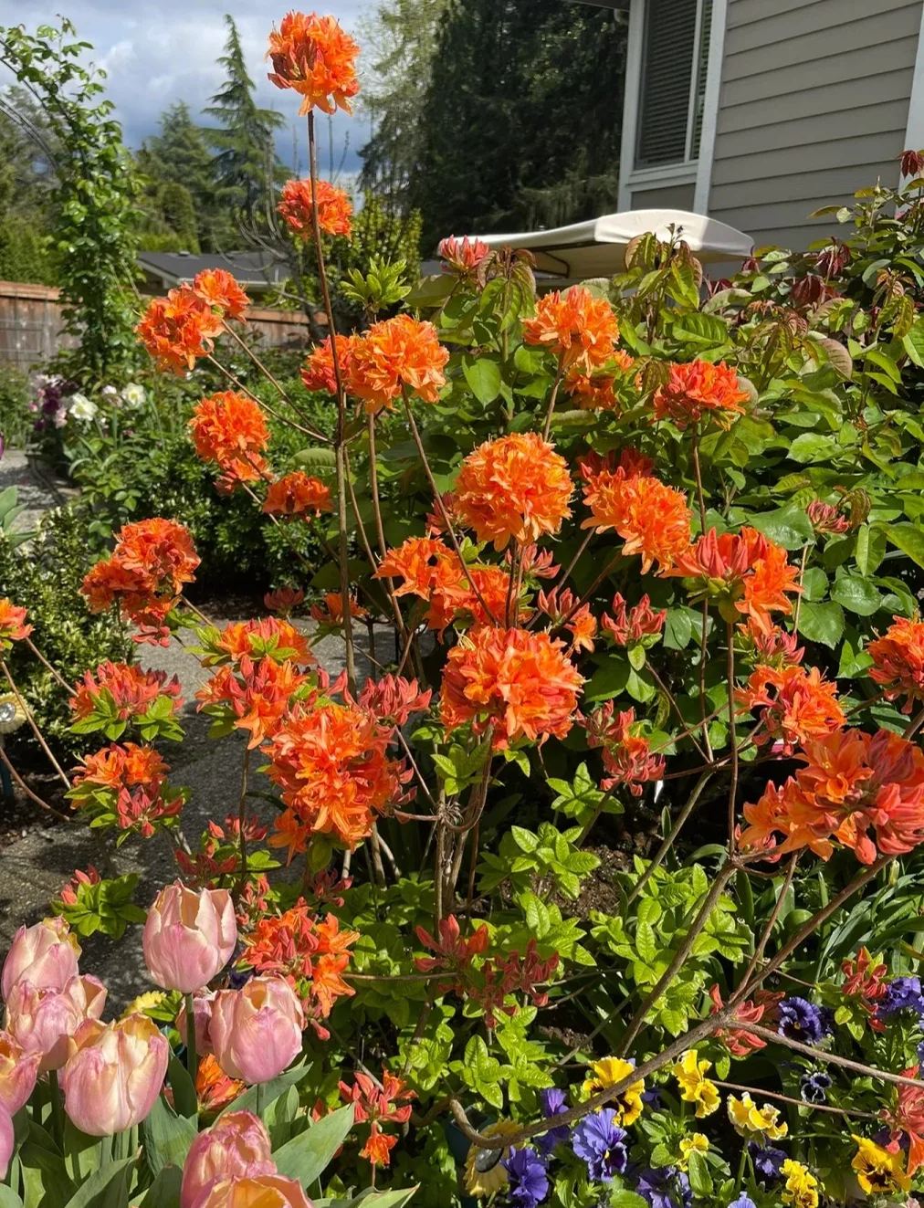 Deciduous Rhododendron