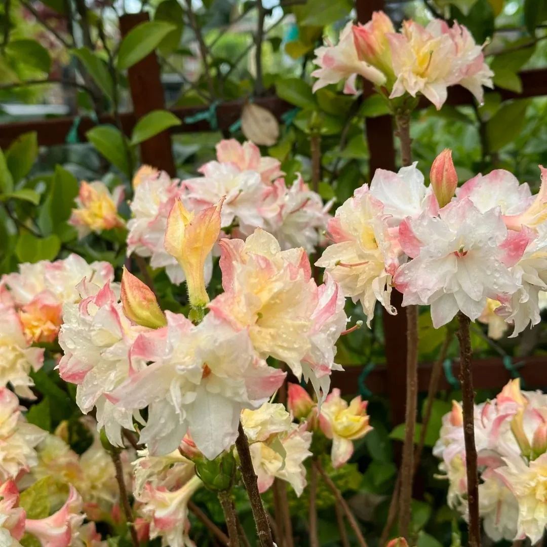 Deciduous Rhododendron