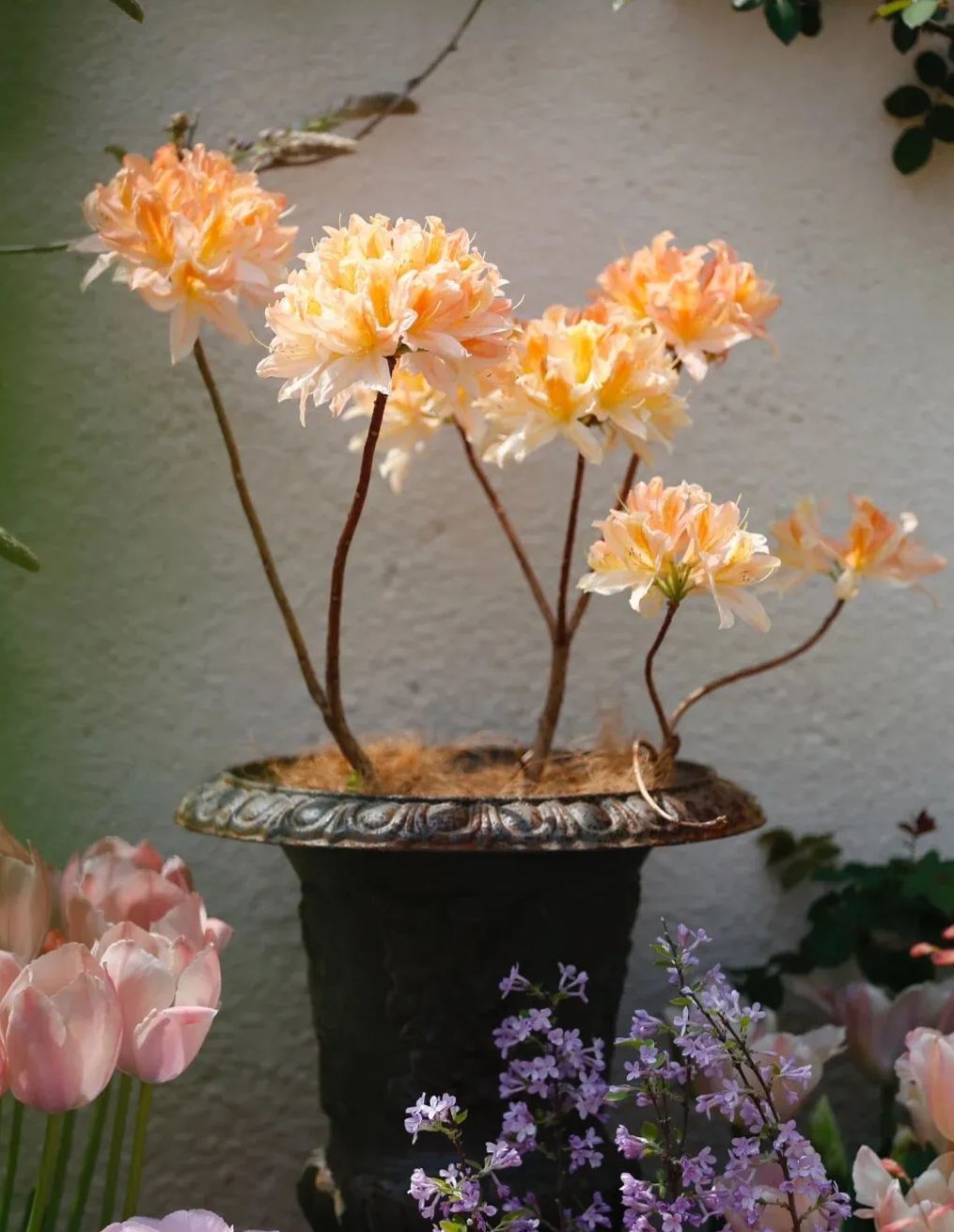 Deciduous Rhododendron