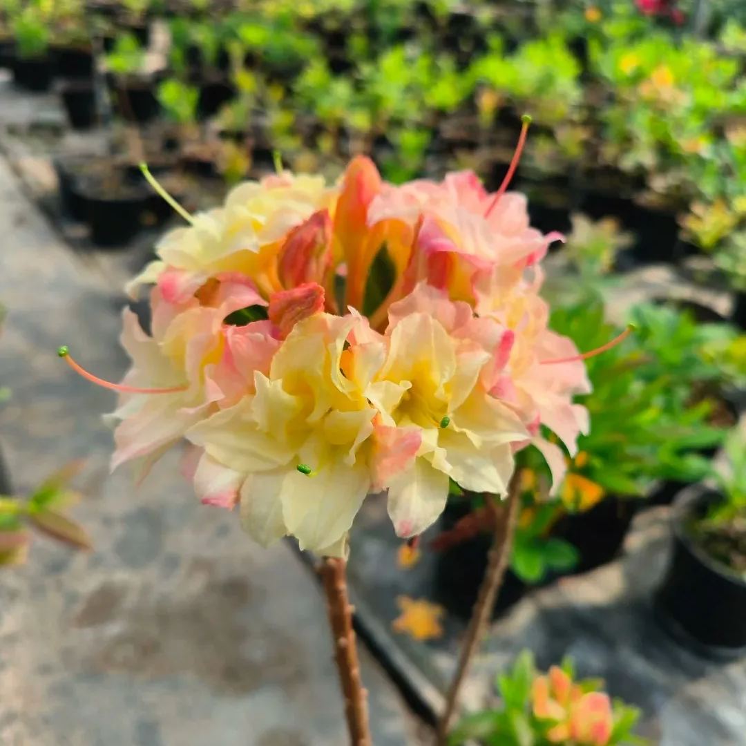 Deciduous Rhododendron