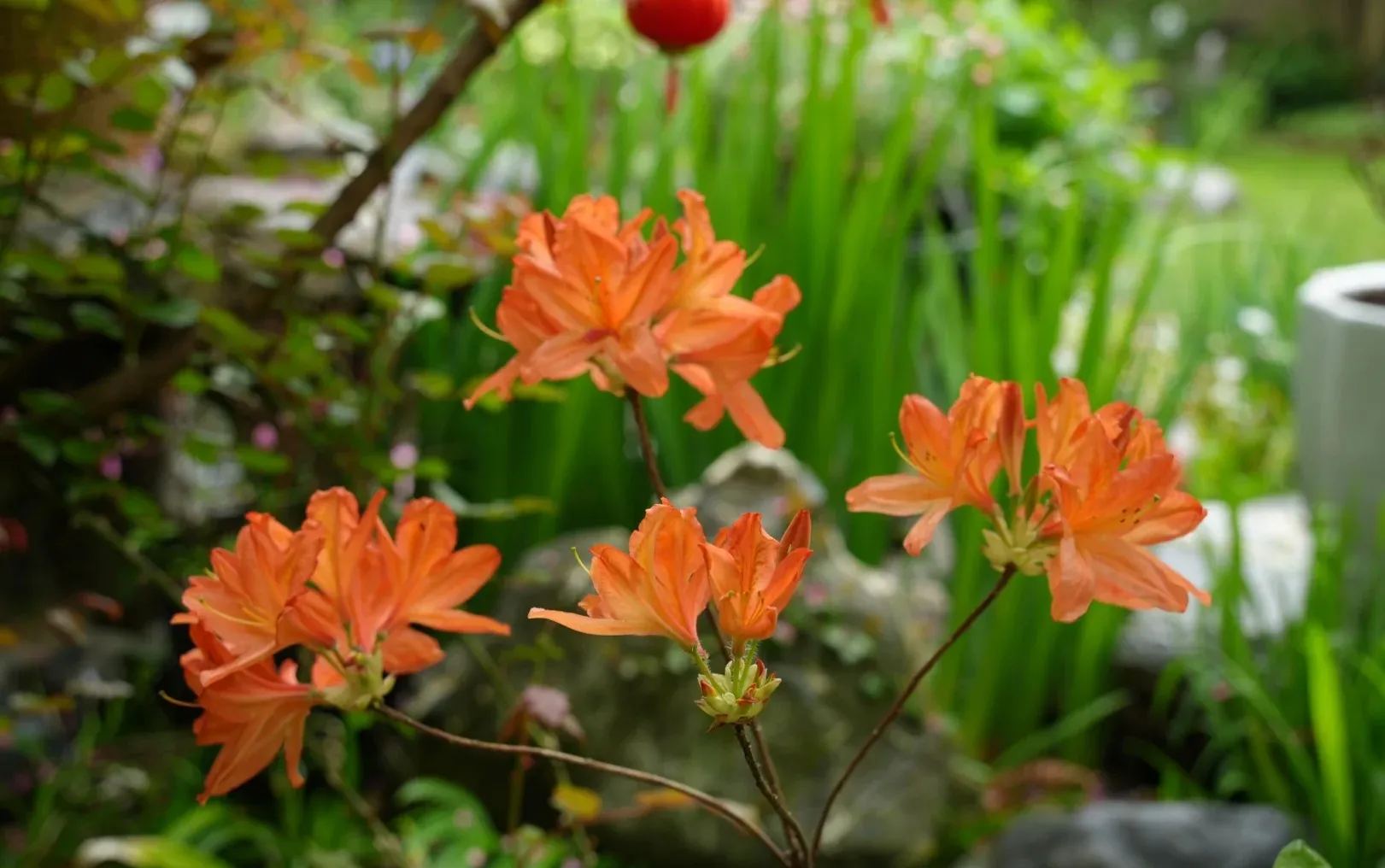 Deciduous Rhododendron
