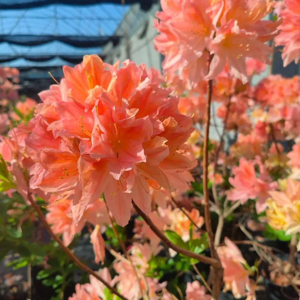 Deciduous Rhododendron