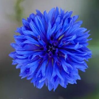 Cornflowers Seeds, Bachelor Button Seeds