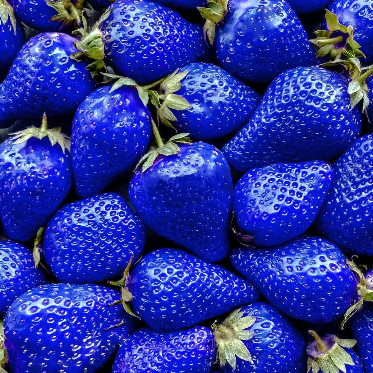 All Year-Round Strawberry Seeds