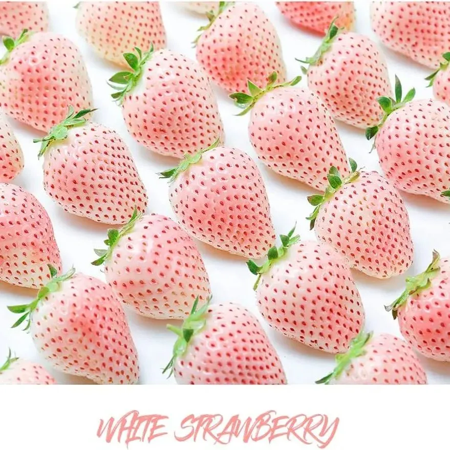 All Year-Round Strawberry Seeds