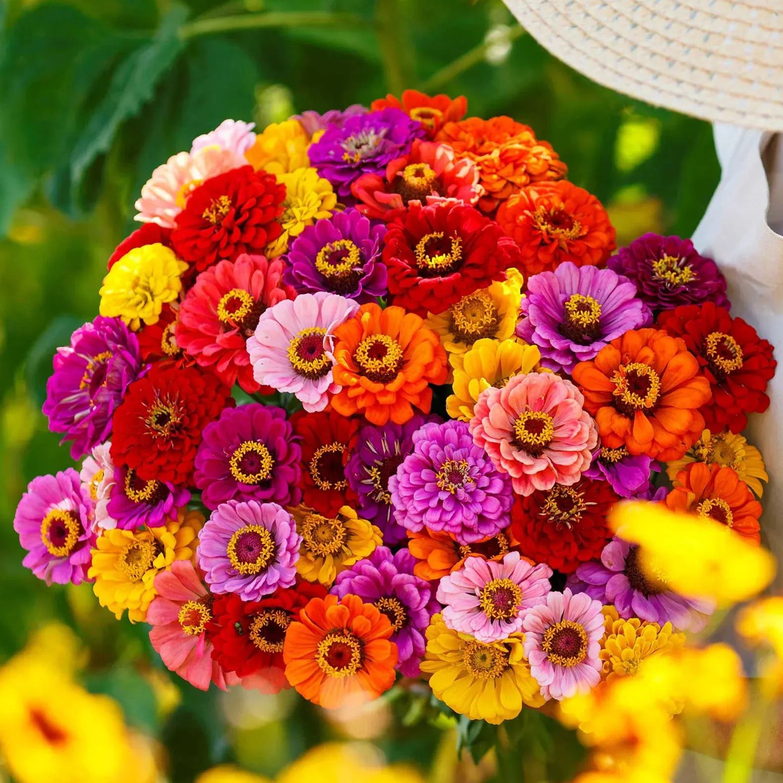 lovely Giant Zinnia mix Seeds