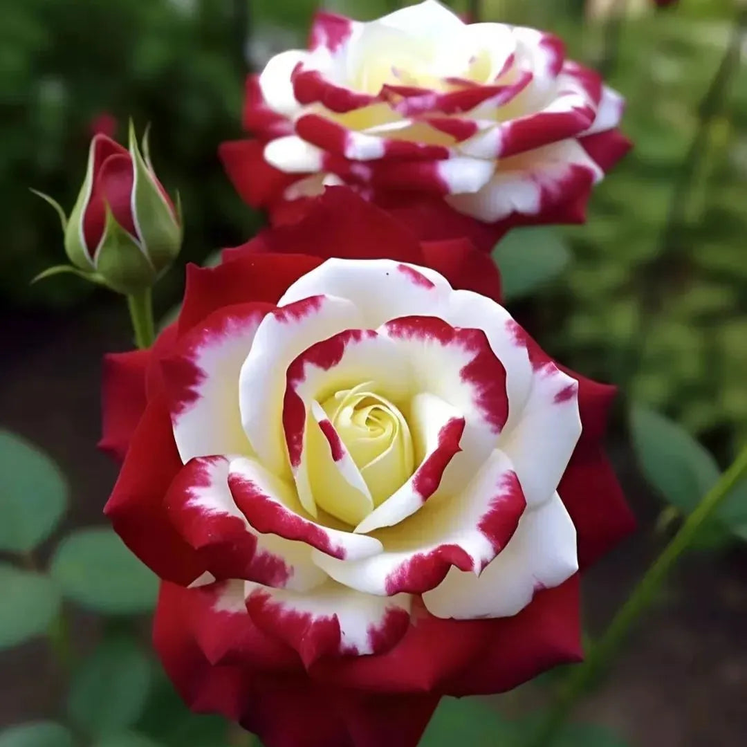 💙BLUE ENCHANTRESS ROSE SEEDS🌹50% OFF🔥