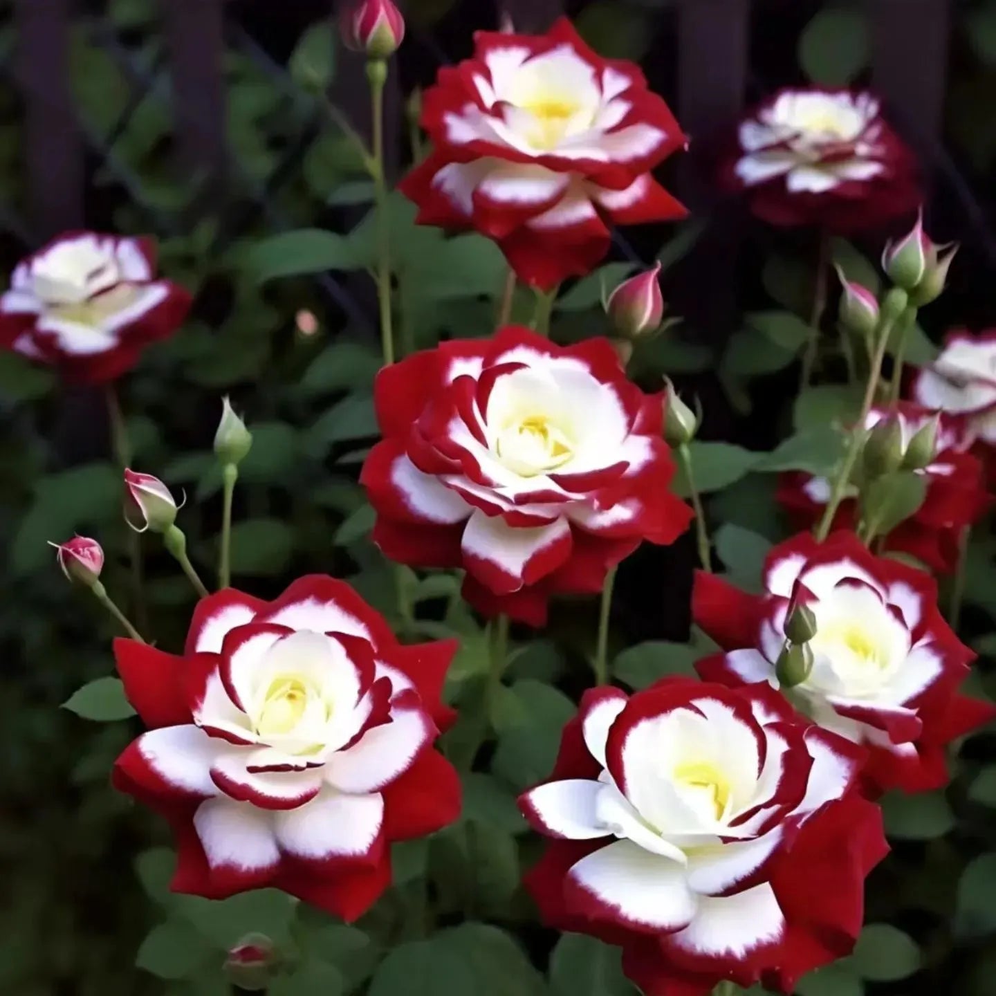 💙BLUE ENCHANTRESS ROSE SEEDS🌹50% OFF🔥