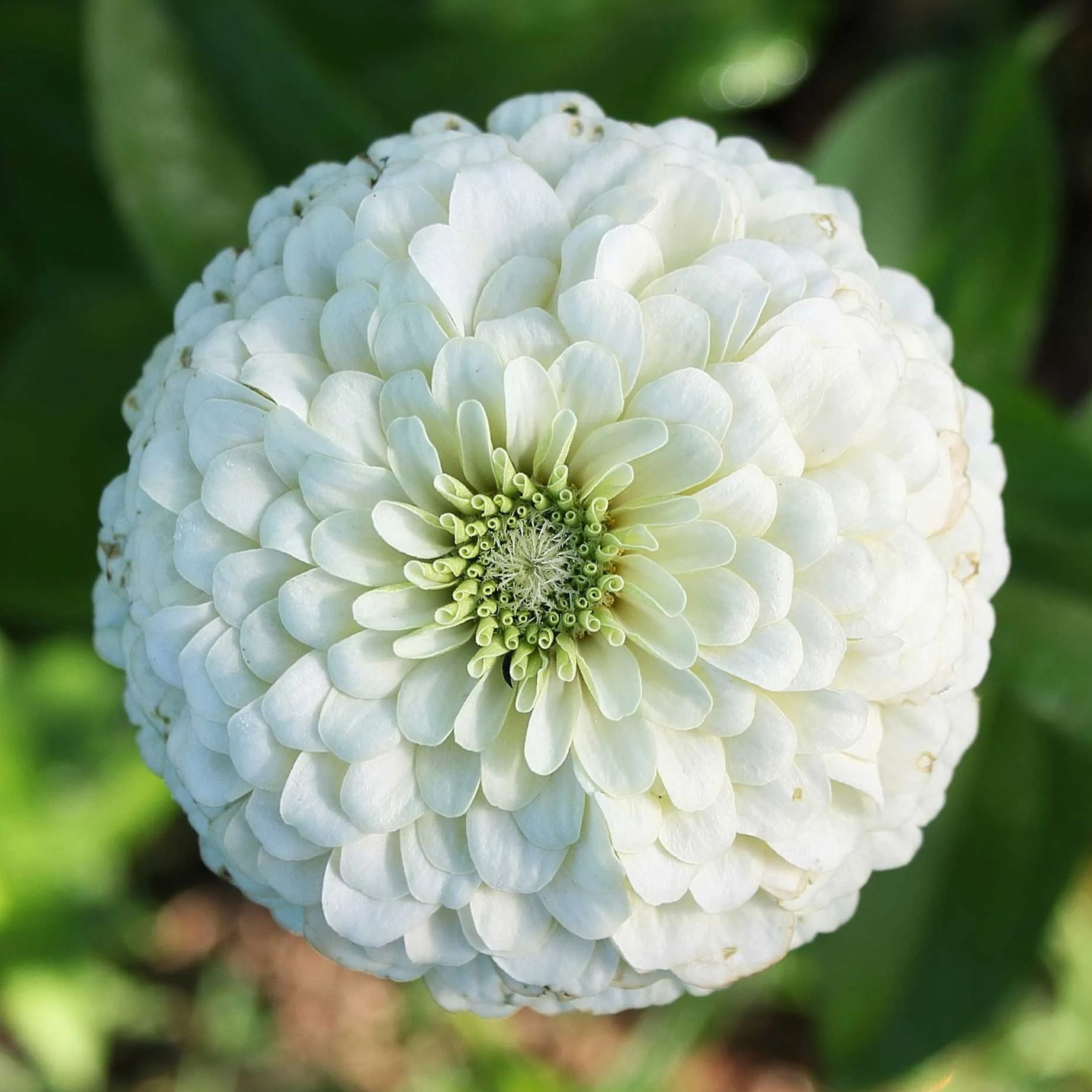 lovely Giant Zinnia mix Seeds