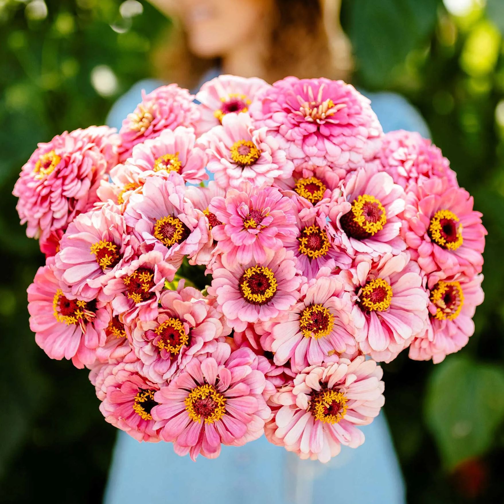 lovely Giant Zinnia mix Seeds