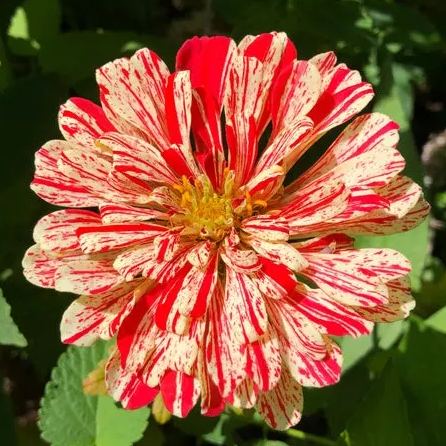 Candy Stripe Zinnia Seeds