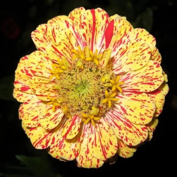 Candy Stripe Zinnia Seeds
