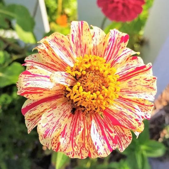 Candy Stripe Zinnia Seeds