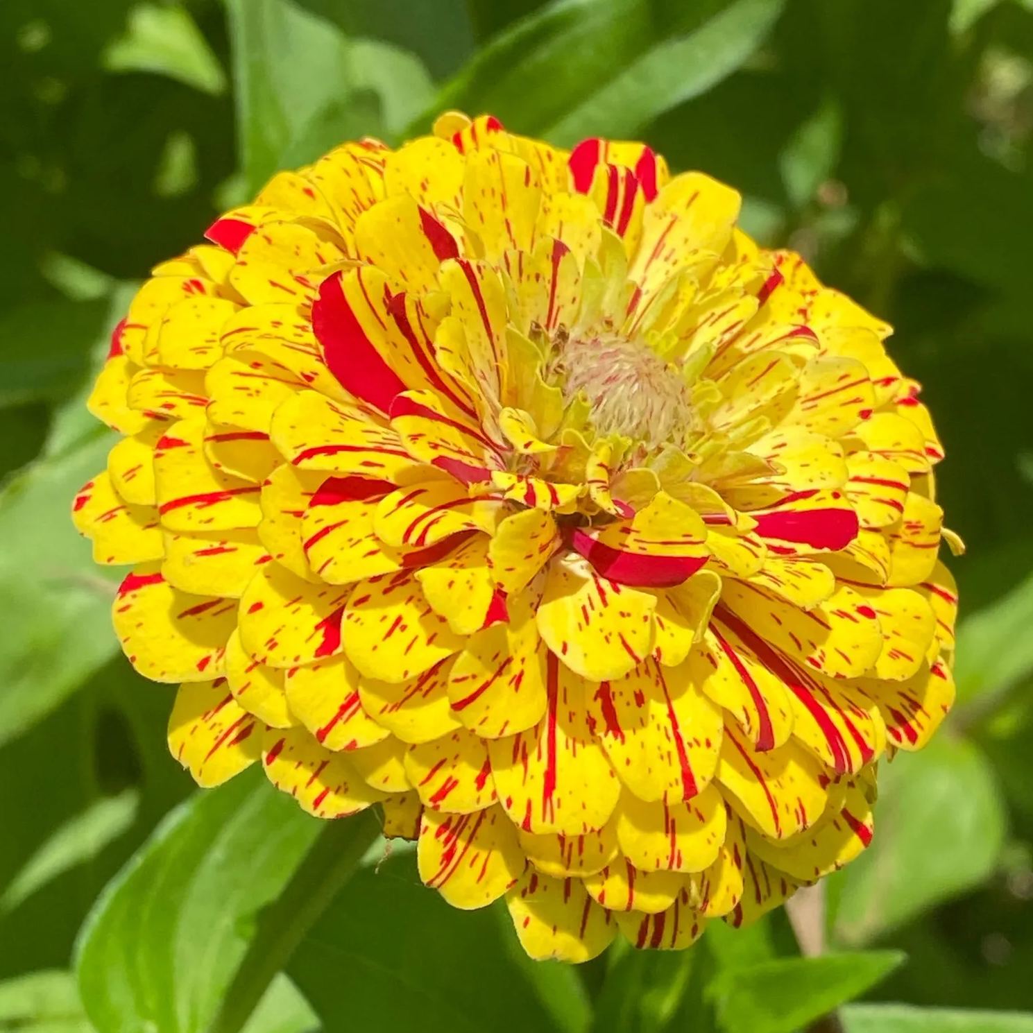 Candy Stripe Zinnia Seeds