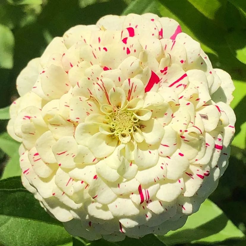 Candy Stripe Zinnia Seeds