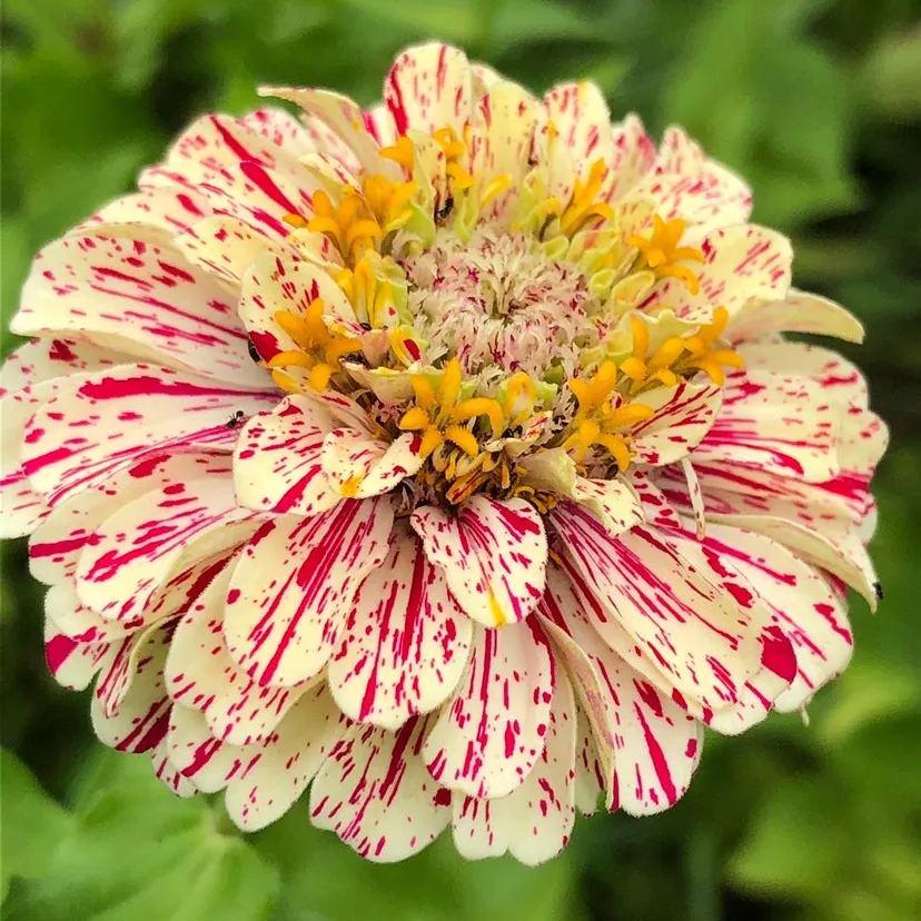 Candy Stripe Zinnia Seeds