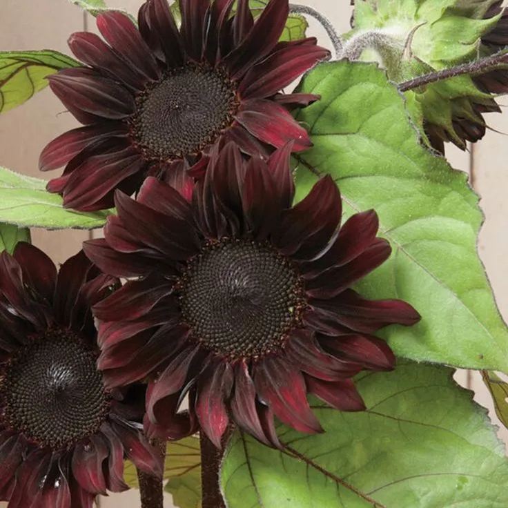 Chocolate Sunflower Seeds