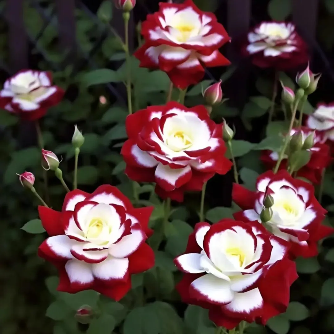 Red Heart Twin Rose Seeds