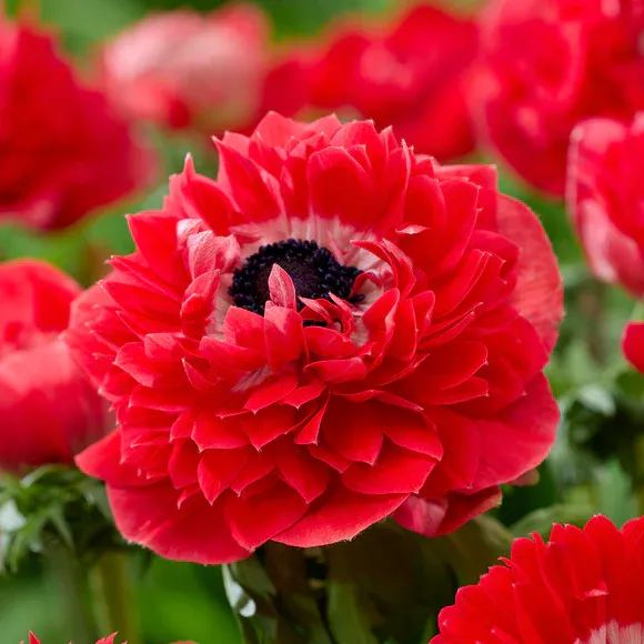 Double Anemone Seeds