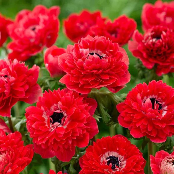 Double Anemone Seeds