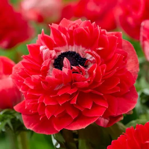 Anemone Fullstar Red Seeds