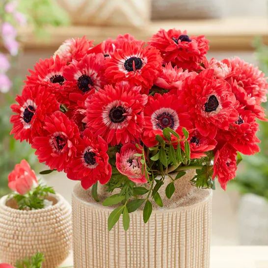 Anemone Fullstar Red Seeds