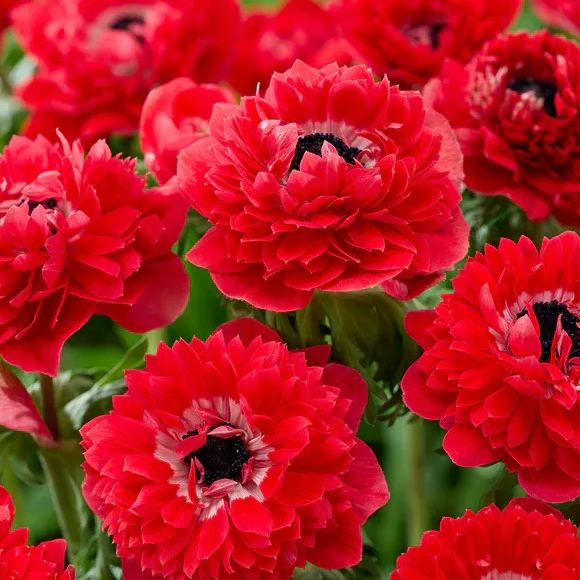 Anemone Fullstar Red Seeds