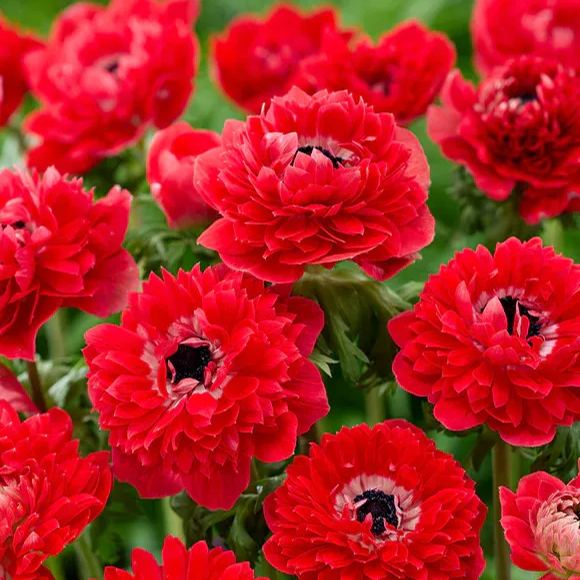 Anemone Fullstar Red Seeds