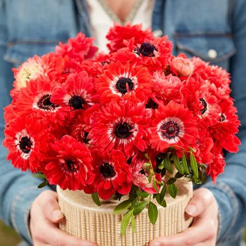 Anemone Fullstar Red Seeds