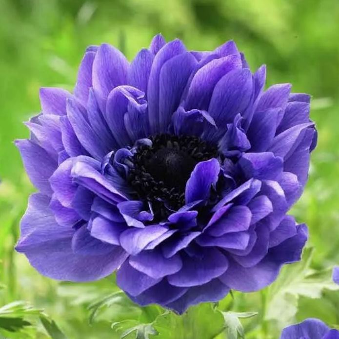 Anemone Fullstar Purple Seeds