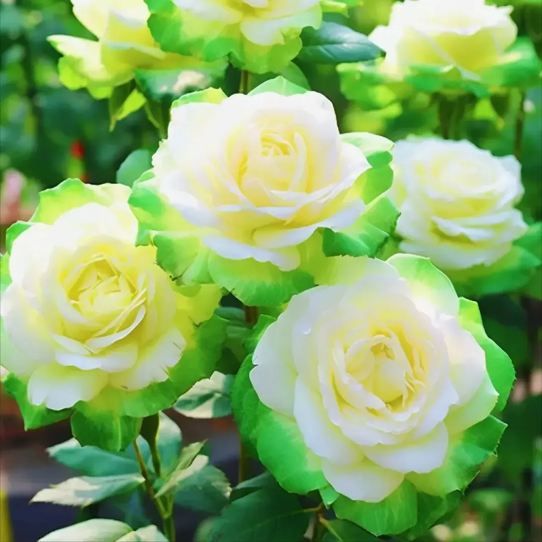 Red Heart Twin Rose Seeds