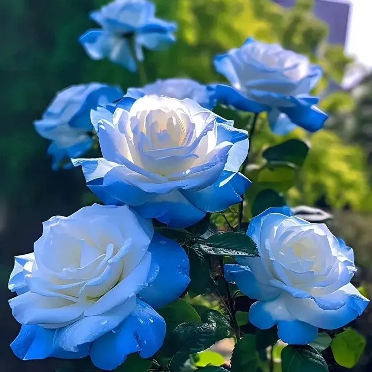 Red Heart Twin Rose Seeds