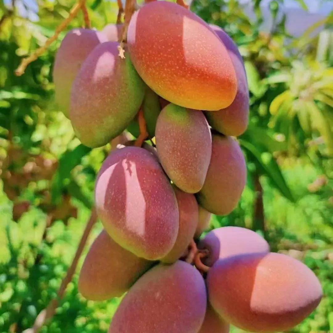 Guifei Honey Mangoes