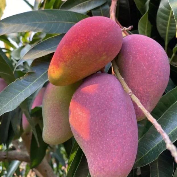 Guifei Honey Mangoes
