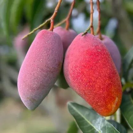 Guifei Honey Mangoes