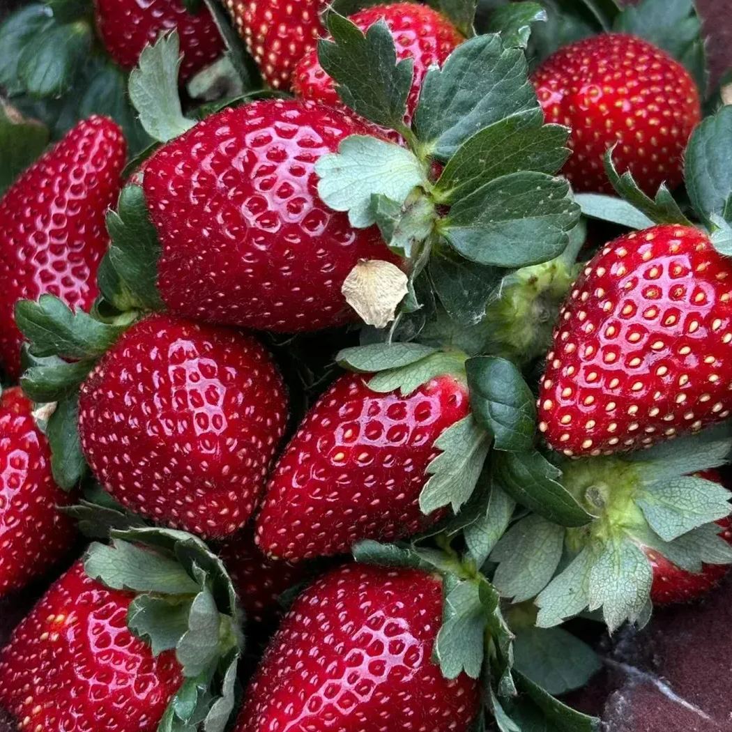 🪴Rare Strawberry Seeds🍓 Juicy and Sweet💥 Best Seller of 2024