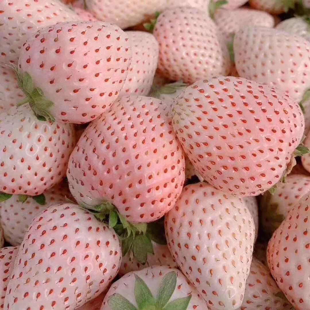 🪴Rare Strawberry Seeds🍓 Juicy and Sweet💥 Best Seller of 2024