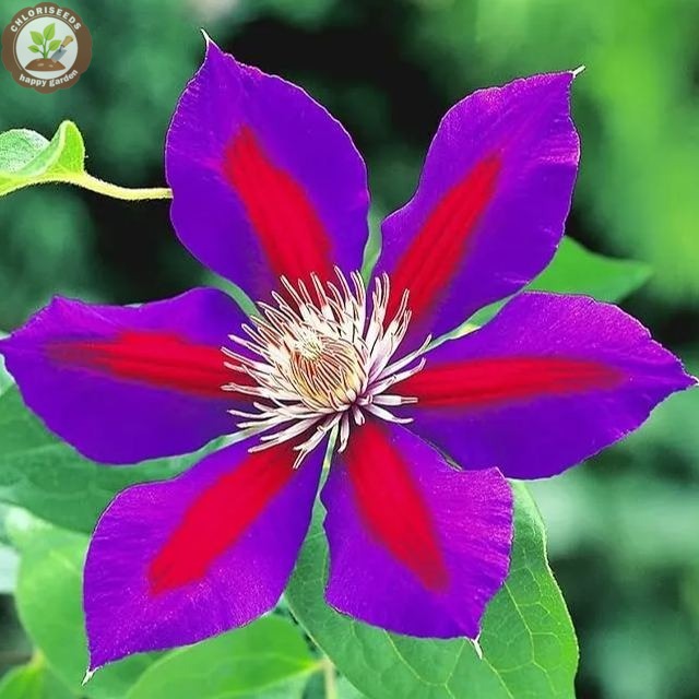 Clematis Etoile de Malicorne