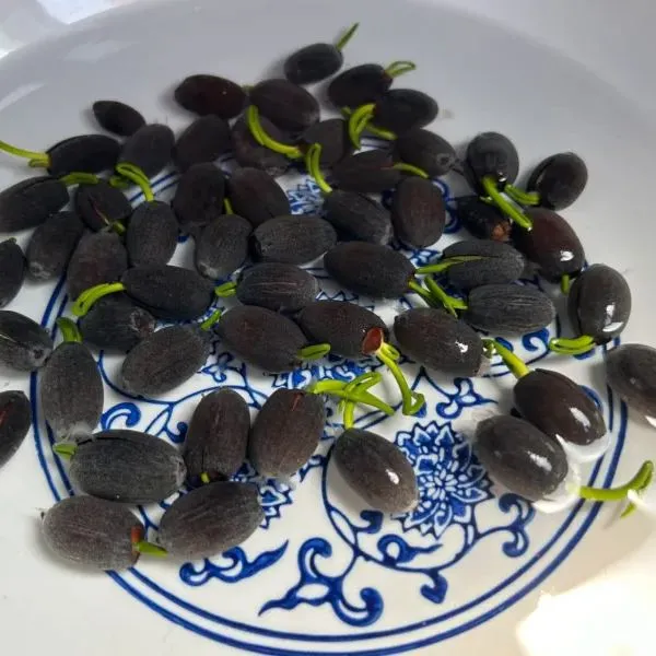 💐The Bonsai Bowl Lotus Flower Seeds🔥【High Germination Rate】