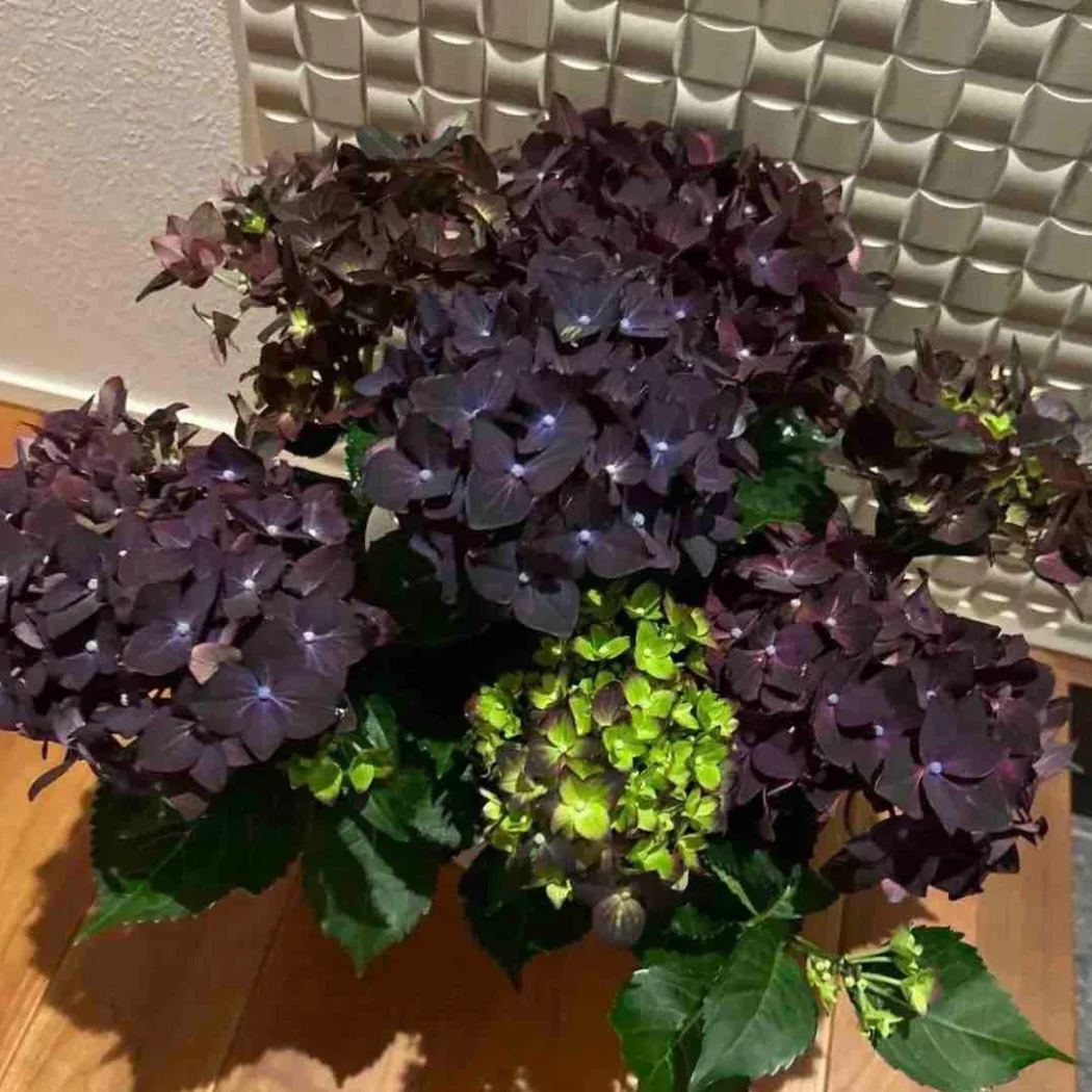 Snow Velvet Hydrangea Flower Seeds