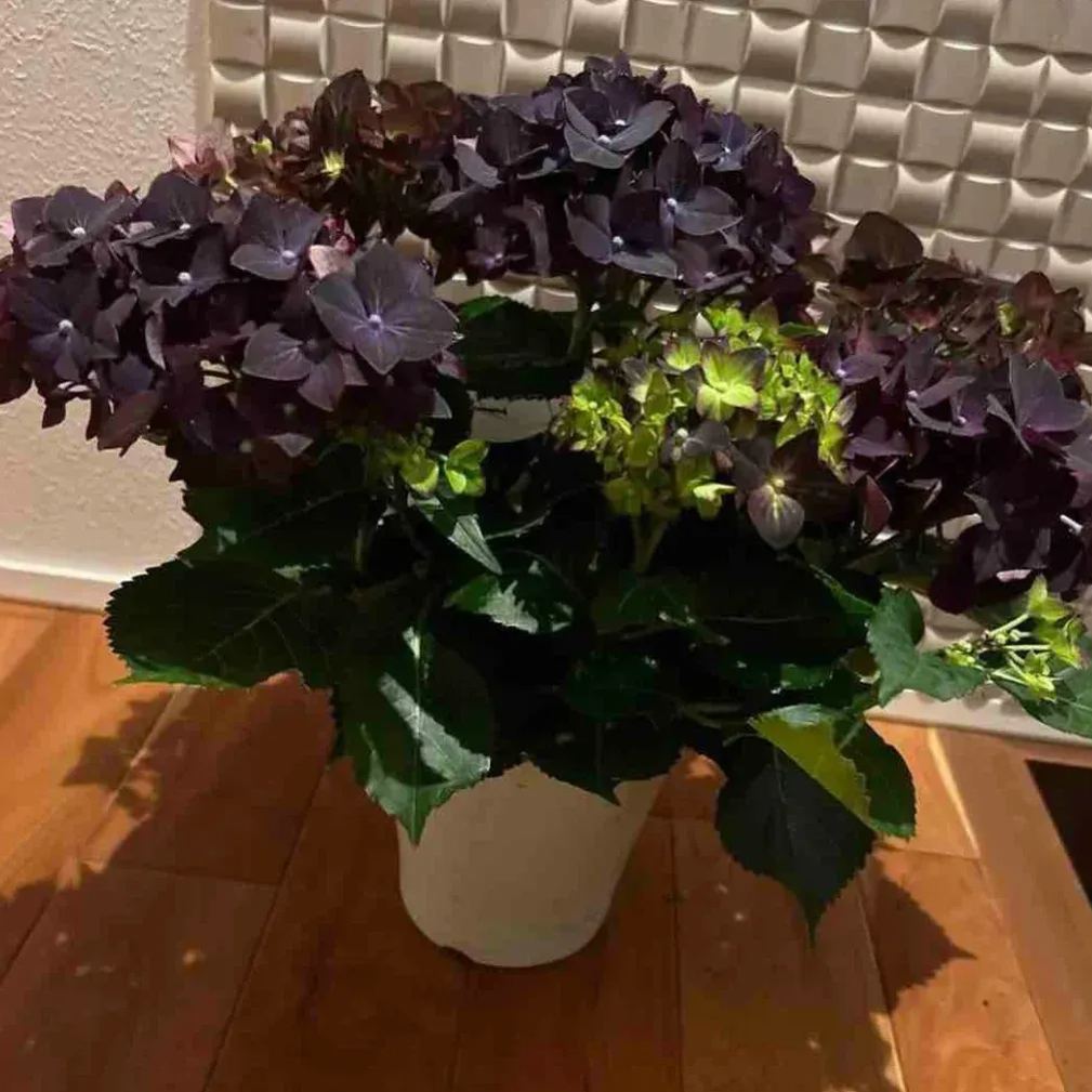 Snow Velvet Hydrangea Flower Seeds