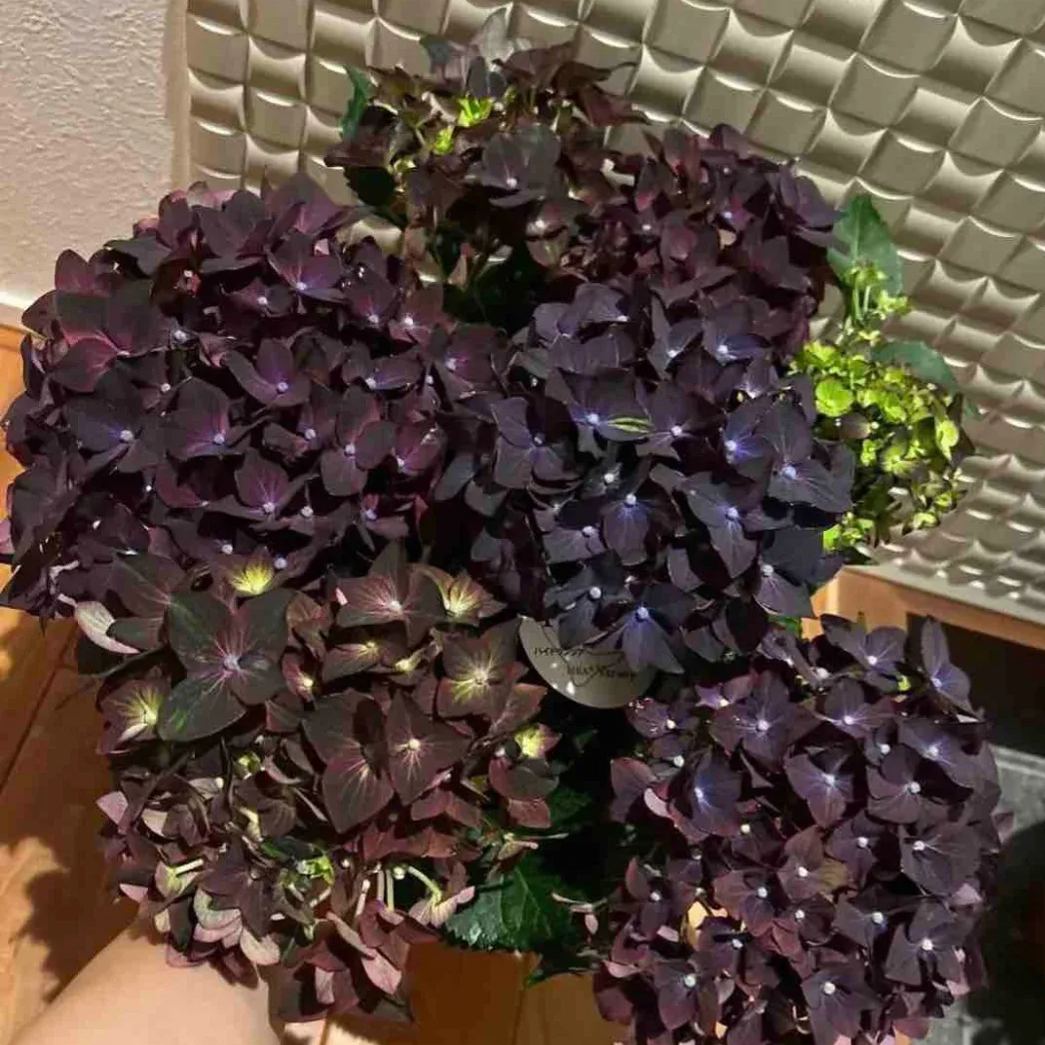 Snow Velvet Hydrangea Flower Seeds