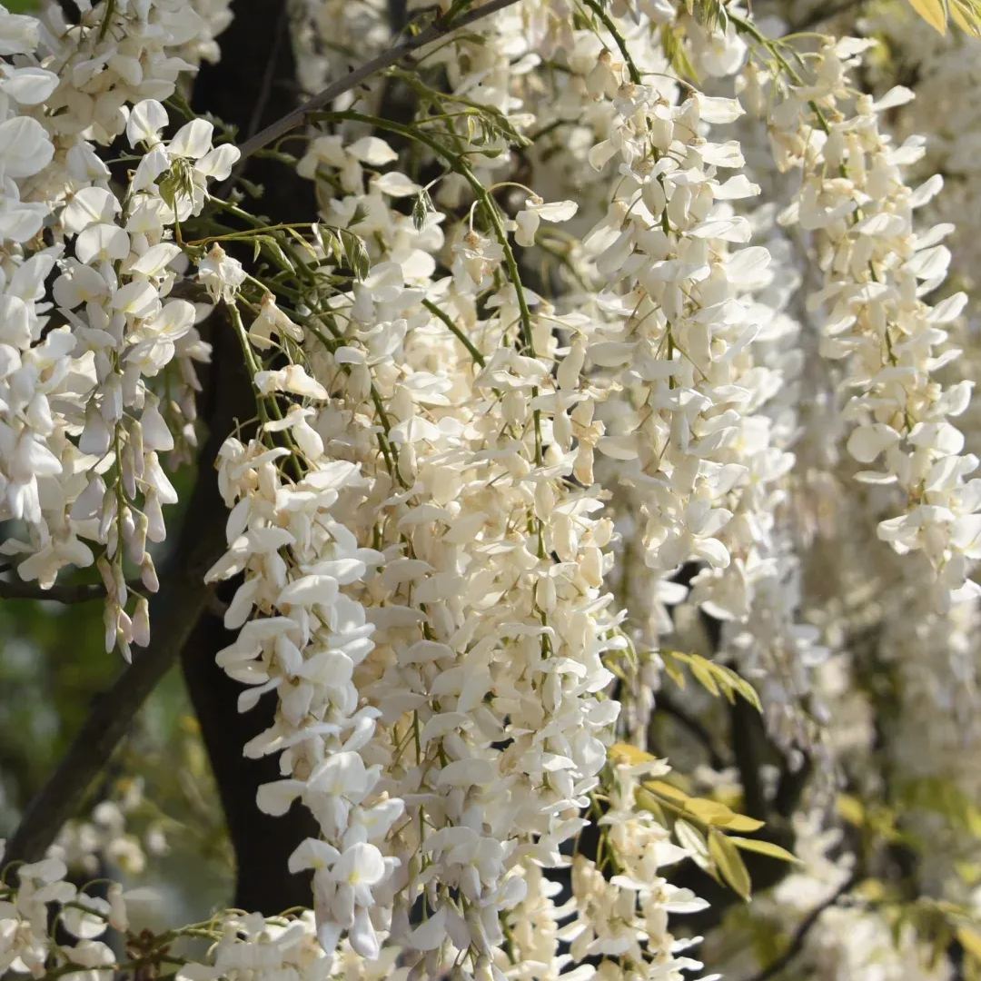 Wisteria flower seeds