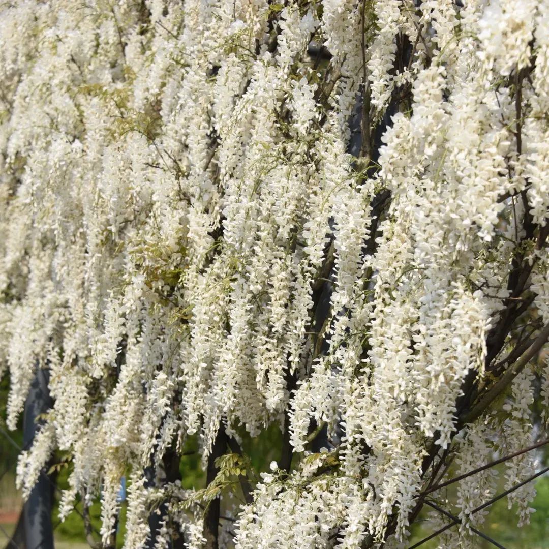 Wisteria flower seeds