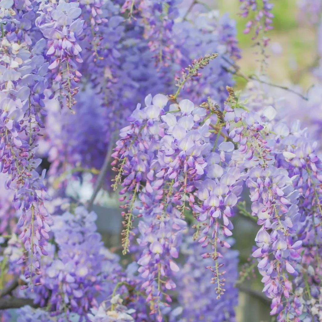 Wisteria flower seeds